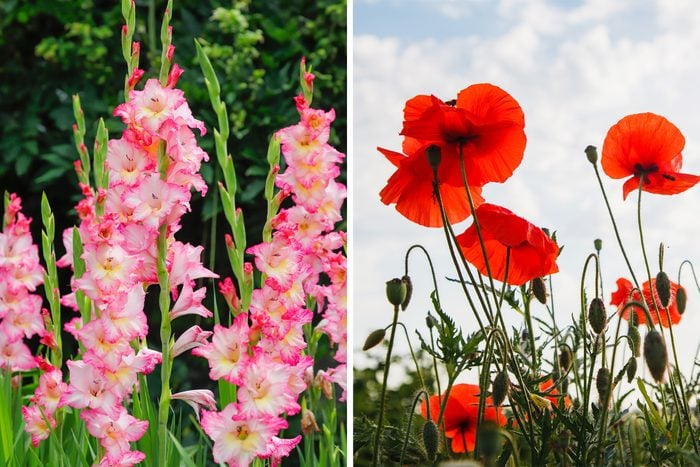 gladiolus and poppy