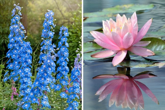 larkspur and water lily