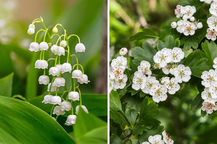 lily of the valley and hawthorn