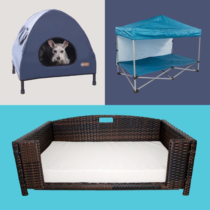 7 Best Elevated Dog Beds To Keep Your Pup Cool While Lounging Outside
