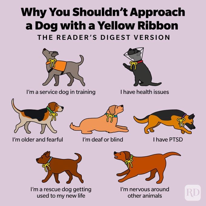 Why You Shouldn't Approach A Dog With A Yellow Ribbon Infographic