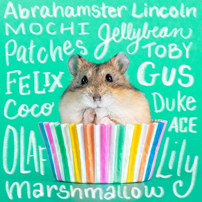 Dwarf Hamster in a cupcake paper with adorable names written all around