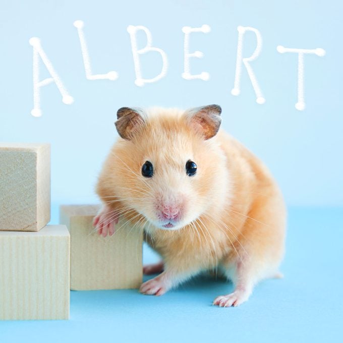Hamster poses with wood blocks on blue background and name "albert" is written above