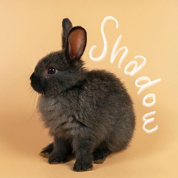 Adorable Fluff Black Bunny Looking to the left While Sitting on light orange background with name "shadow" written to the right