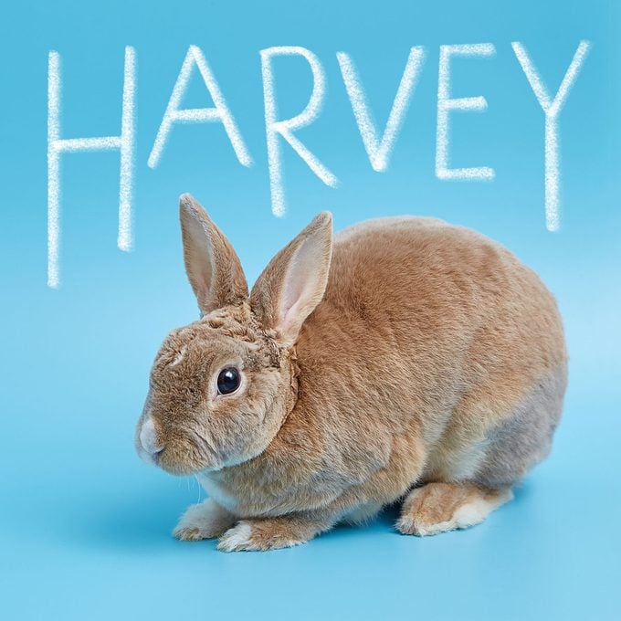 boy Dwarf Rex Rabbit On A Blue Background with name "harvey" written above