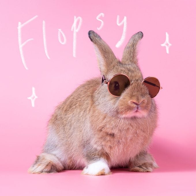 famous Red-Brown Cute Baby Rabbit Wearing Glasses Sitting On Pink Background with names "flopsy" scrawled above