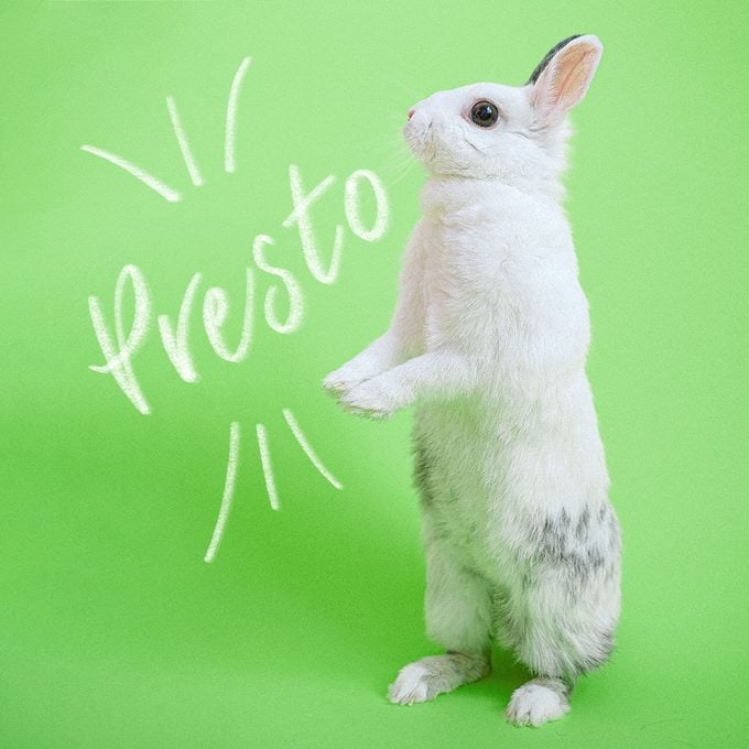 white and gray bunny standing on hind legs on green background with name "presto" written to the left