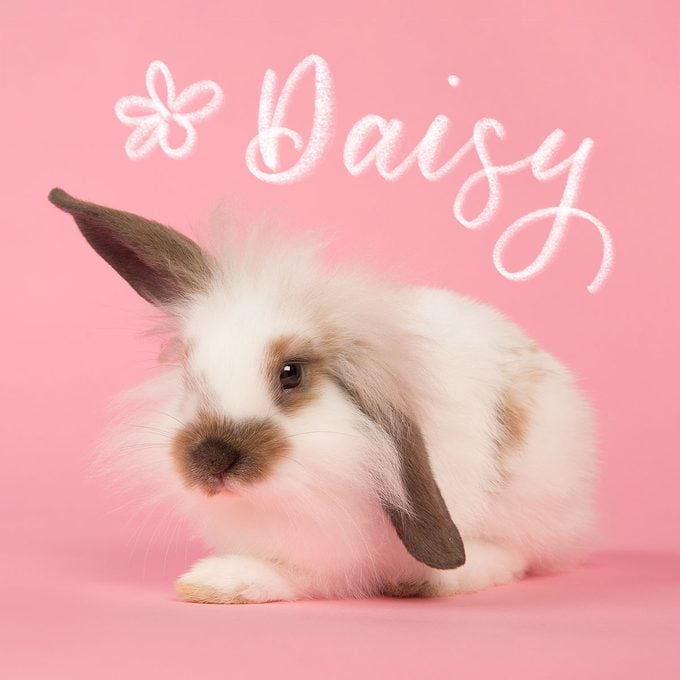 Cute White And Brown girl Bunny Sitting On A Pink Background with the name "Daisy" written above