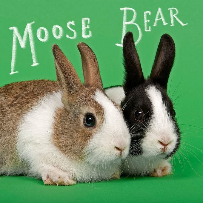 Two Dutch Rabbits on green background with nature names "moose" and "bear" written above