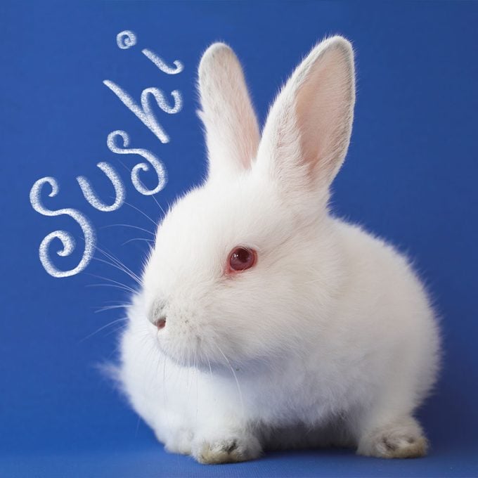 white bunny on blue background with name "sushi" written to the left