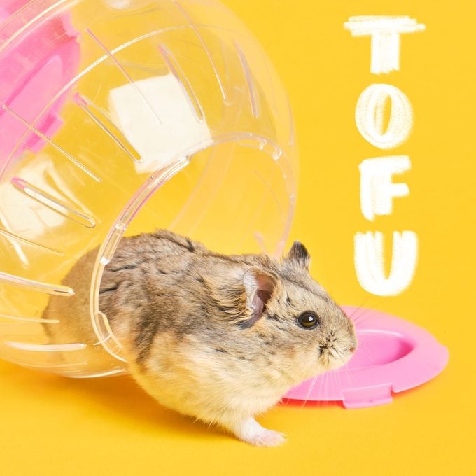 Cute Dzungarian Hamster climbing out of a hamster ball on orange background; the name "tofu" is written