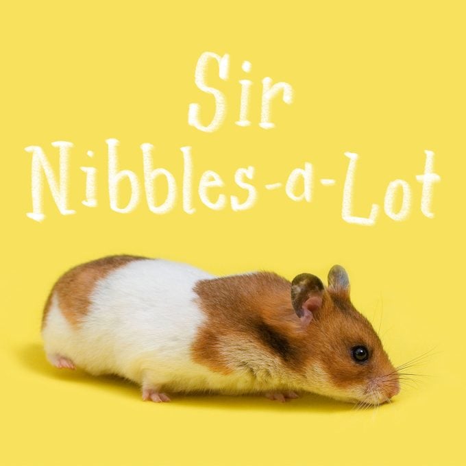 Cute hamster walking and sniffing the ground over yellow background with name "sir nibbles-a-lot" written above