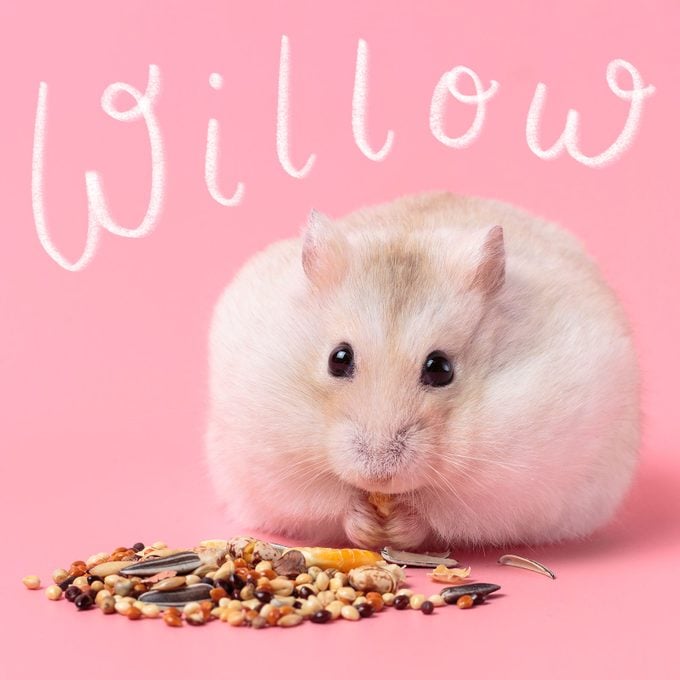 Dwarf Fluffy Hamster Eats Grain On Pink Background with the name "willow" written above