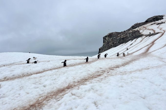 Antartica penguins In the snow
