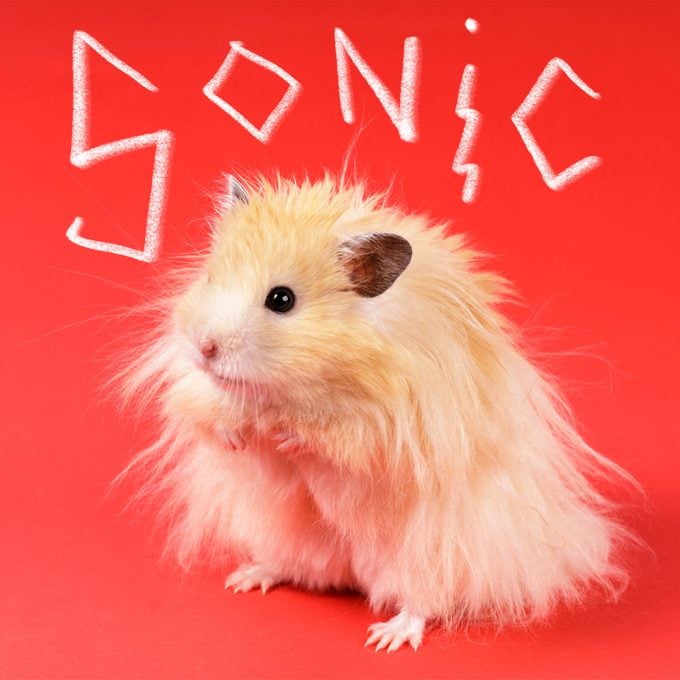 Fluffy Angora Hamster On A Red Background with name "sonic" written above