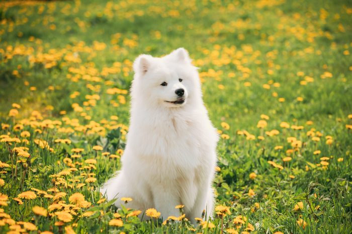 Funny Young Happy Smiling White Samoyed Dog Or Bjelkier, Sammy Sit Outdoor In Green Spring Meadow With Yellow Blooming Dandelion Flowers. Pet Outdoors