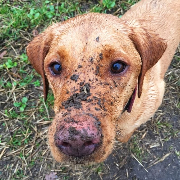 A muddy dog or dirty dog close up