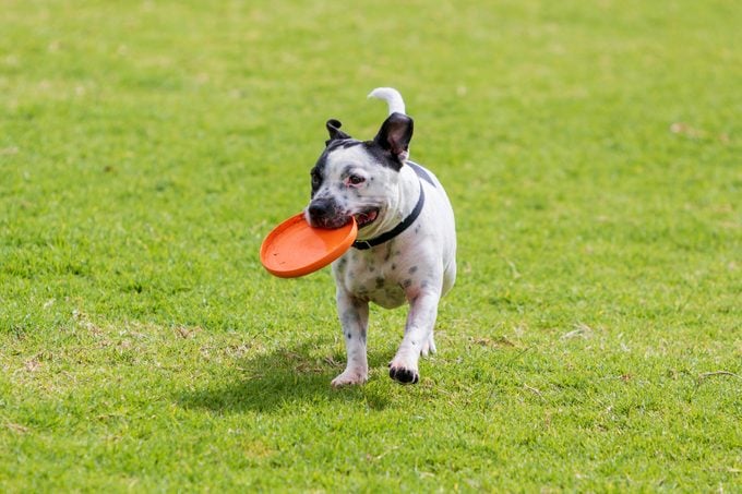 Bull Terrier dog fetching an orange frisbee at the dog park