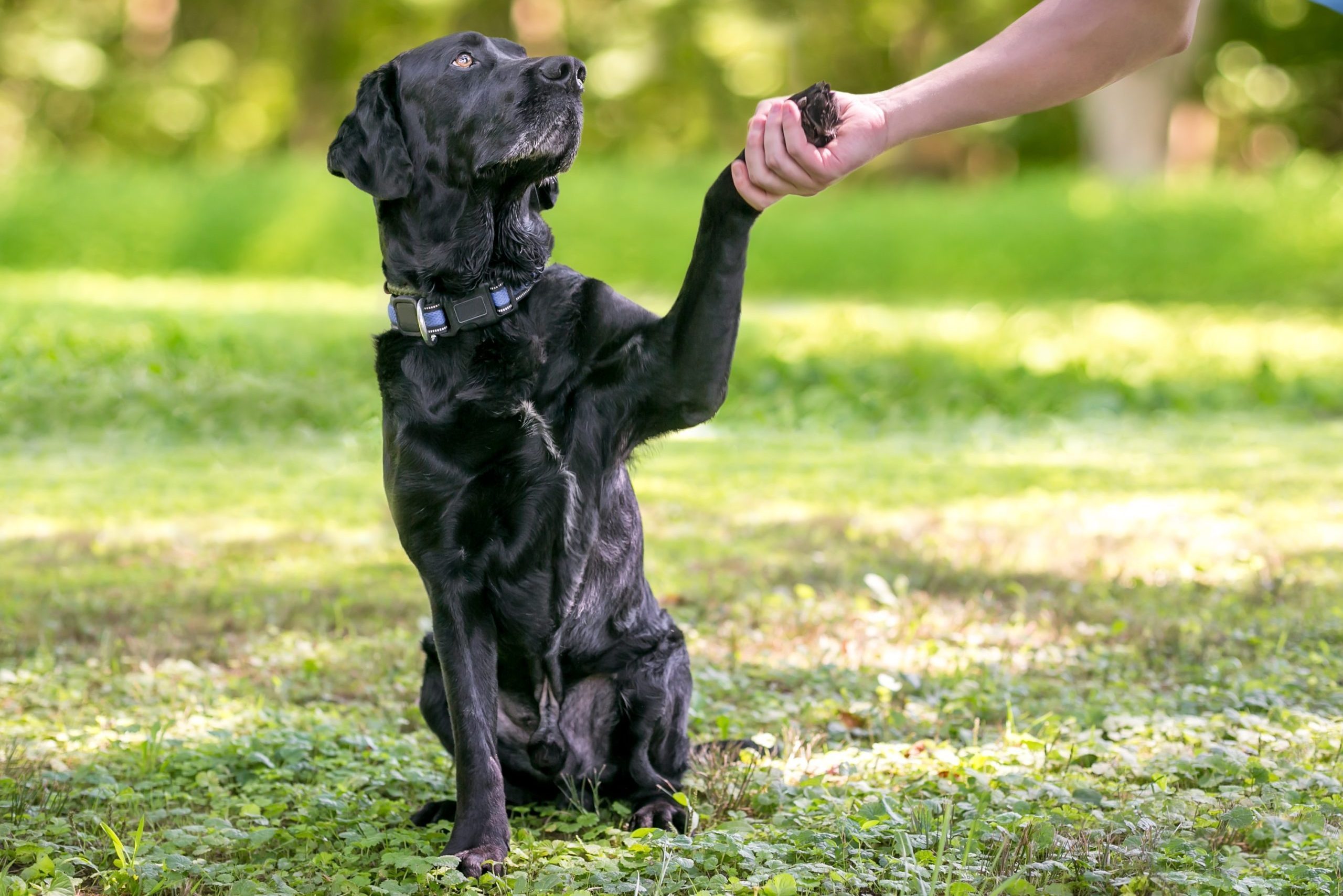 Super Smart Dogs Learn the Names of Toys Quickly (and Remember