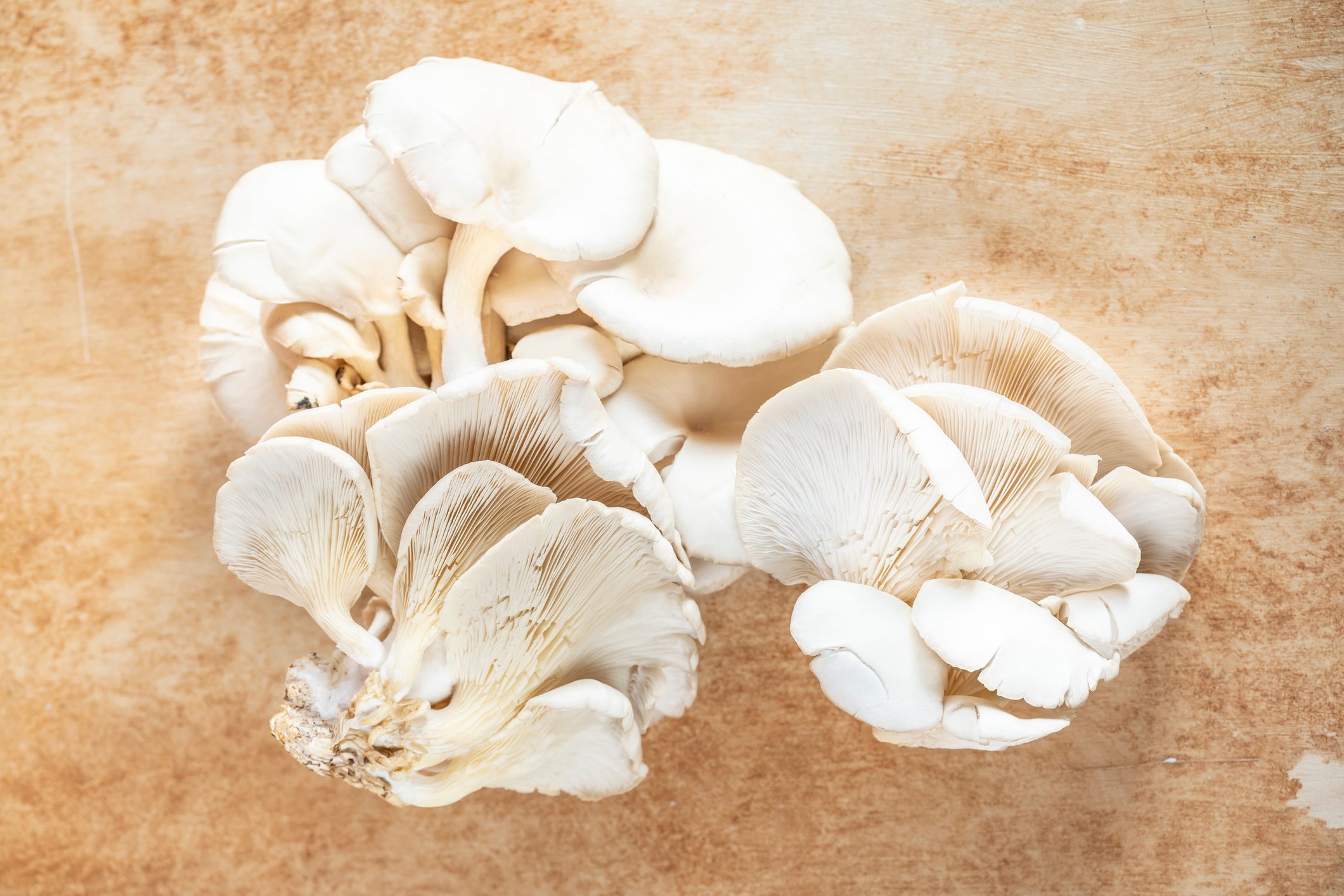 raw and fresh Oyster mushroom on table with copy space