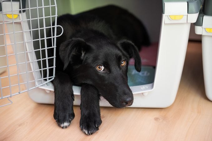 Beautiful black shepherd dog with cute eyes lying in her crate