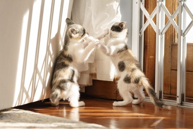 Two adorable kittens play fighting together at home