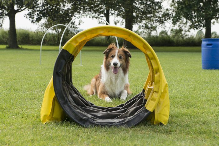 Border Collie mixed dog lying on the grass of a dog sports course with hoops and other equipment seen through a tunnel