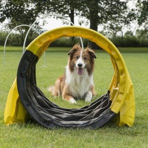 Border collie mixed dog lying down on grass of a dog sports course with hoopers and other equipment seen through a tunnel