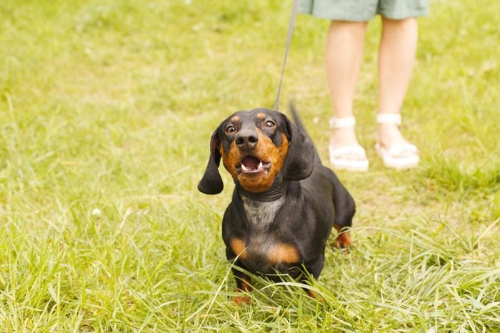 dachshund barking at another dog while on a walk