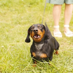 dachshund barking at another dog while on a walk