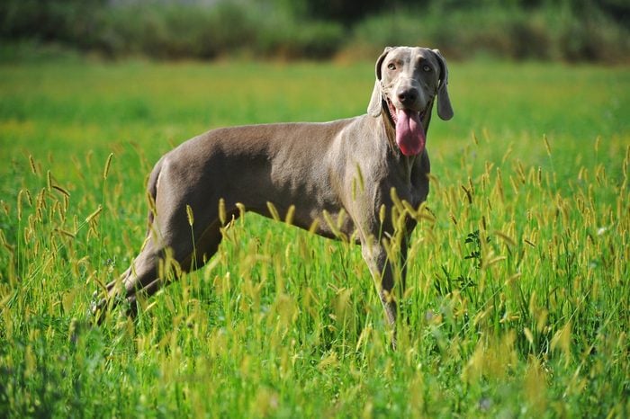 a weimaraner breed dog playing in the field