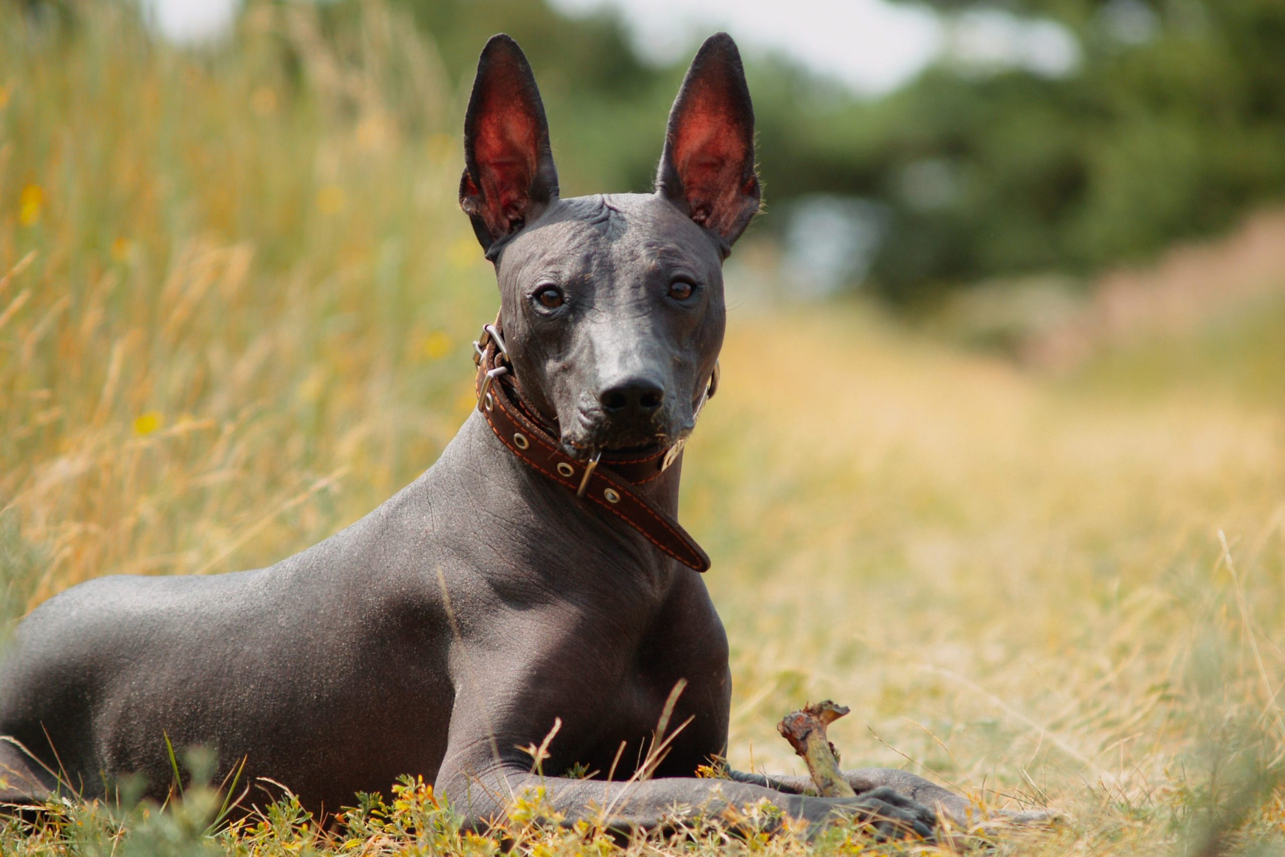 Mexican hairless, xoloitzcuintle. Beautiful adult dog outdoors. Rare dog breed, Xolo. Standard size. Sunny day.
