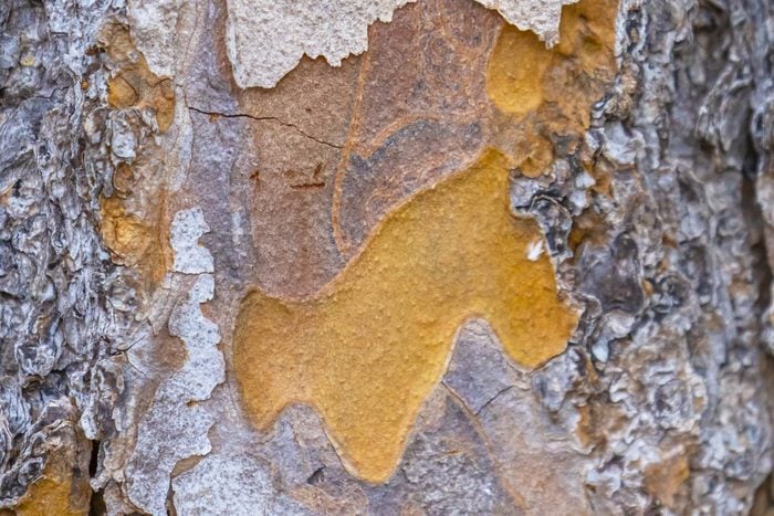 Tree Bark Close Up revealing Quercitron yellow layer