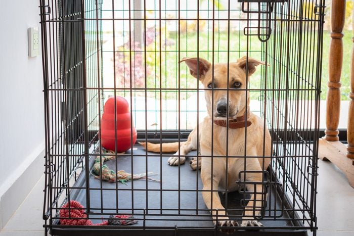 How Long Can A Dog Stay In A Crate? Experts Weigh In | Trusted Since 1922