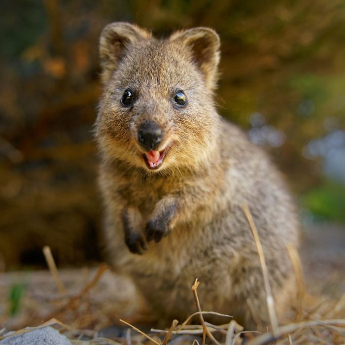 cute and happy Quokka with a smile