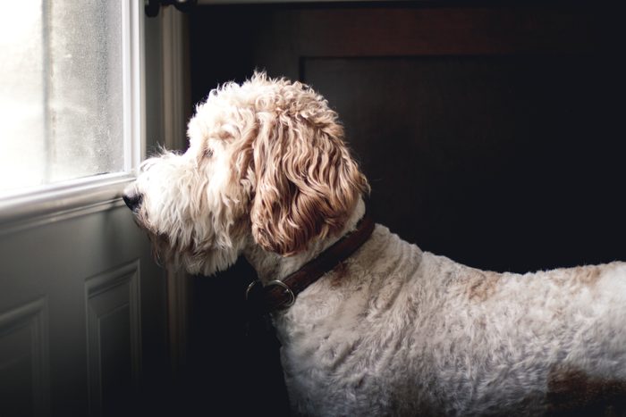 Golden doodle dog waiting to go outside In front of a closed door