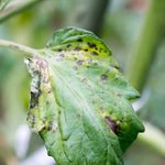 If You See Purple Dots on Your Tomato Leaves, This Is What It Means