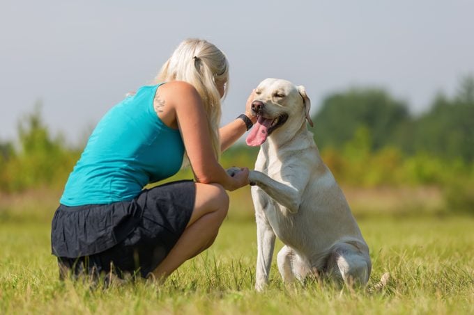 woman gets the paw from a labrador retriever