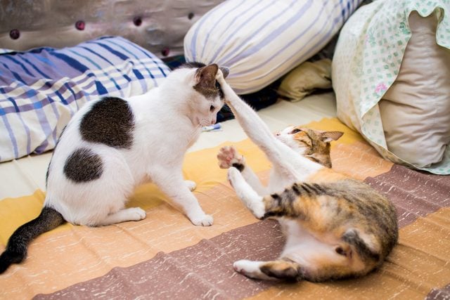Two Cat Fighting on Bed