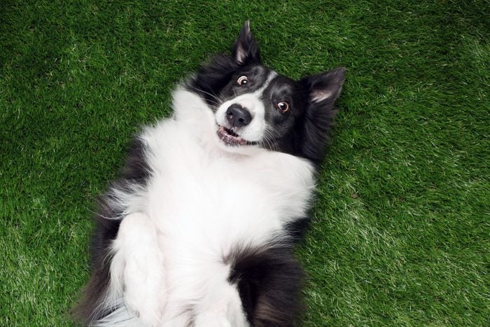 Happy border collie playing outside on the grass