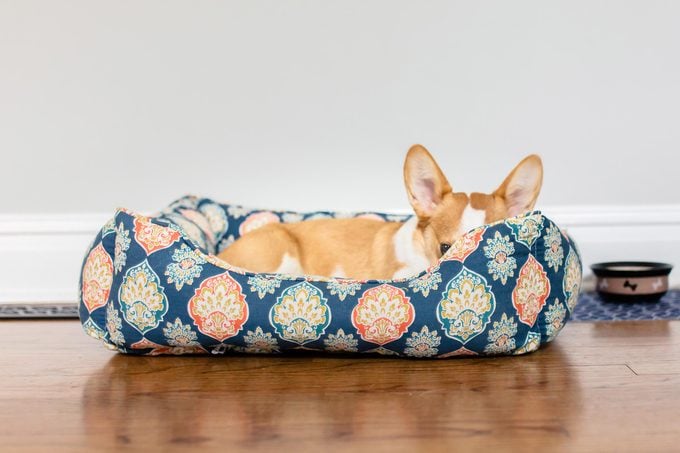 Relaxed Corgi In Dog Bed