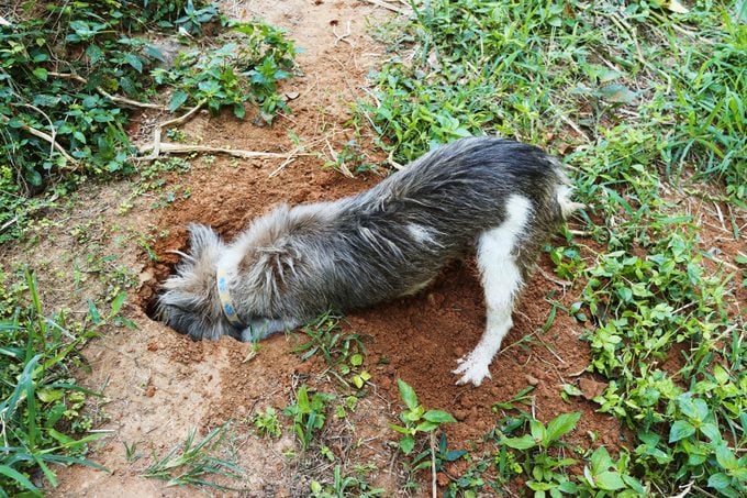 Dog Digging a hole in a backyard