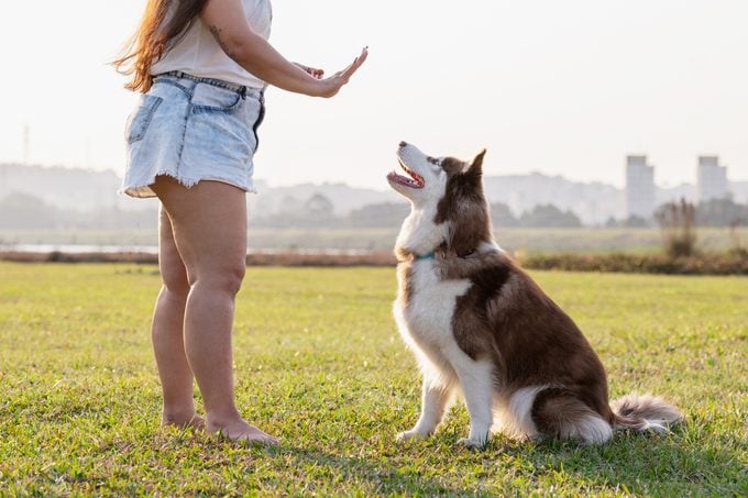 woman outside in the grass Training a husky dog To Stay