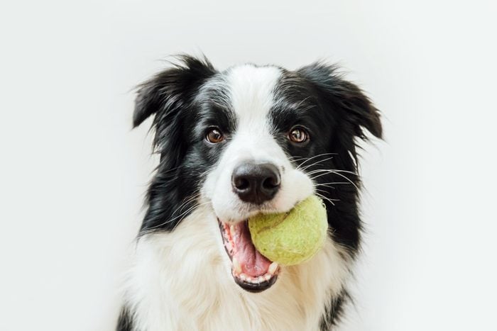 border collie holding a tennis ball in mouth