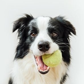 border collie holding a tennis ball in mouth