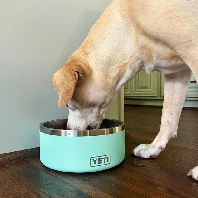 dog eating from Yeti Boomer