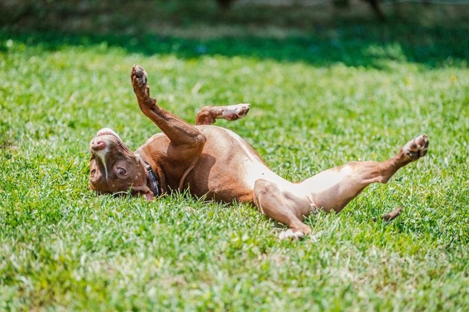 Pit bull terrier dog rolling around in the grass