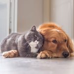 Do Dogs Really Hate Cats? Here’s What the Experts Say