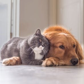cat and dog lying on the ground with eachother