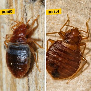 side by side of a bat bug and bed bug